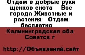 Отдам в добрые руки щенков енота. - Все города Животные и растения » Отдам бесплатно   . Калининградская обл.,Советск г.